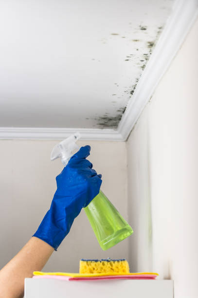 Best Residential Mold Remediation in De Motte, IN